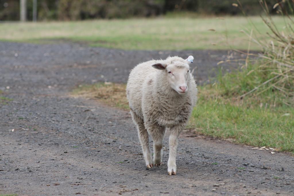 Bimbadeen Phillip Island Farm Retreats Ventnor Exterior photo